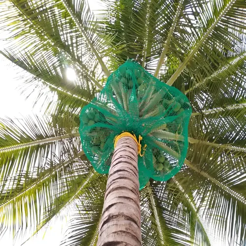 Netting Maestros Coconut Tree Safety Nets in Bangalore, Mysore, Electronic city, Sarjapura, Bannarigatta.