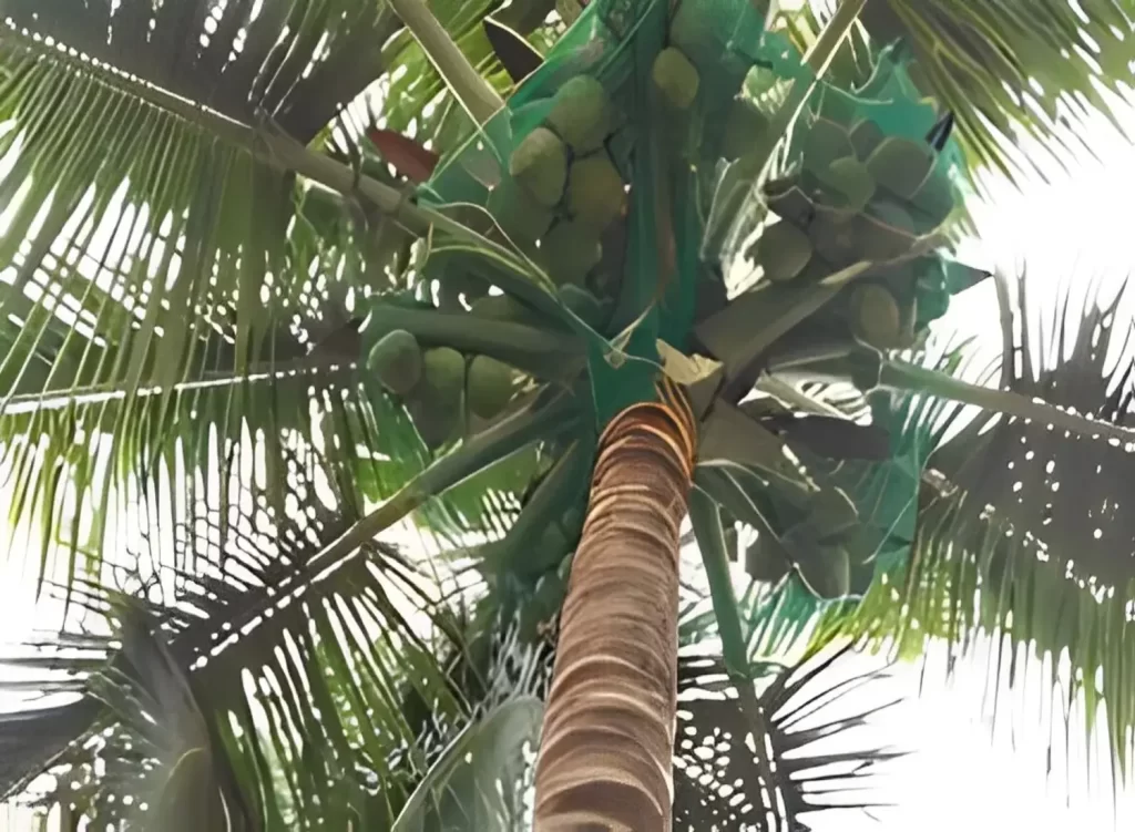 Netting Maestros Coconut Tree Net in Bangalore, Mysore, Electronic city, Bannarigatta, Sarjapura.