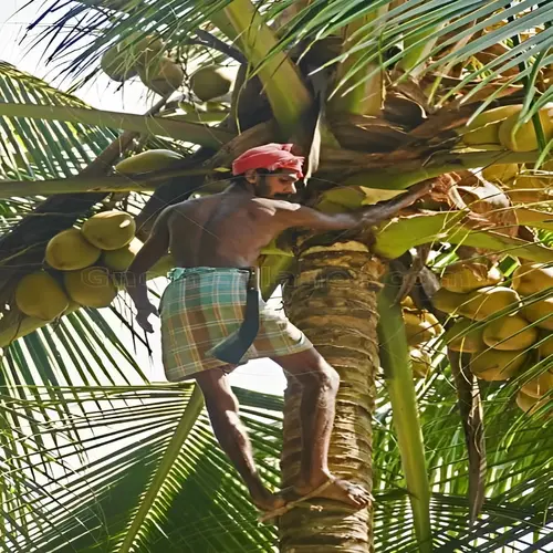 Netting Maestros Coconut tree Safety Nets in Bangalore, Mysore, Electronic city, Bannarigatta, Sarjapura