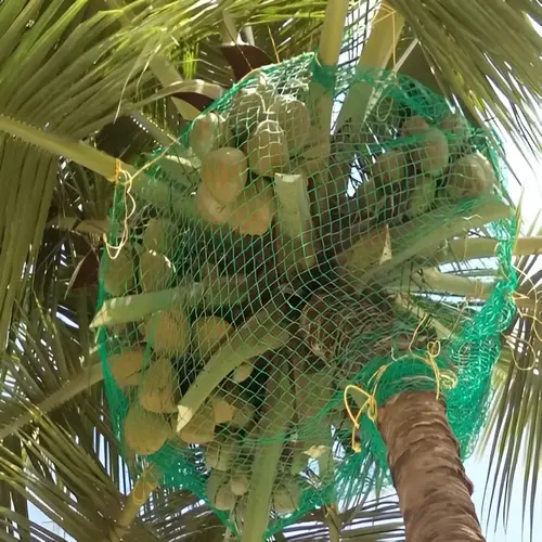 Netting Maestros Coconut tree Safety Nets in Bangalore, Mysore, Sarjapura, Bannarigatta, Electronic city.