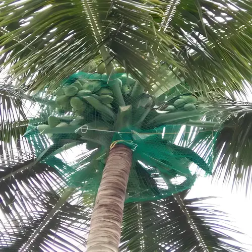 Netting Maestros Coconut tree Safety Nets in Bangalore, Mysore, Sarjapura, Bannarigatta, Electronic city