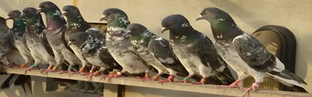 Pigeon Net in Bangalore, Mysore, Electronic City, Sarjapura