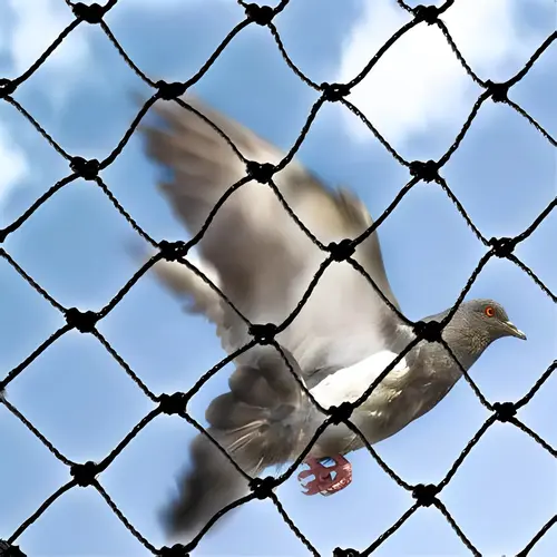 Netting Maestros Pigeon Net in Bangalore, Mysore, Electronic city, Bannarigatta, Sarjapura