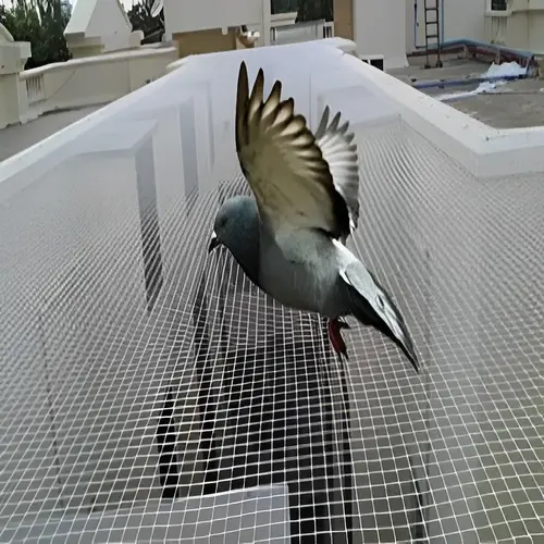 Netting Maestros Pigeon Net in Bangalore, Mysore, Electronic city, Sarjapura, Bannarigatta