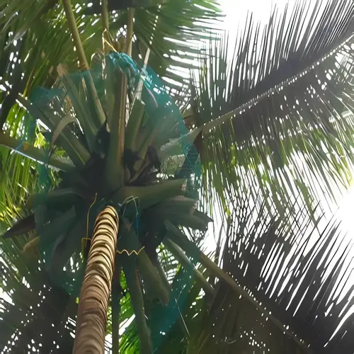 Netting Maestros Safety Nets - Coconut Tree Nets in Bangalore, Electronic city, Sarjapura, Bannarigatta